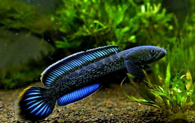能否提供雷龍魚高清大圖，關于雷龍魚的高清大圖