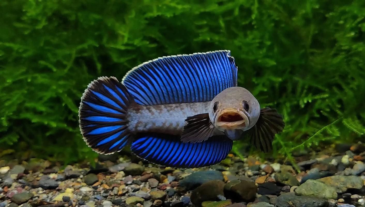 能否提供雷龍魚高清大圖，關于雷龍魚的高清大圖