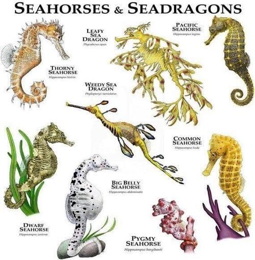 如何區分海龍與海馬的真偽，如何區分海馬與海馬的真偽