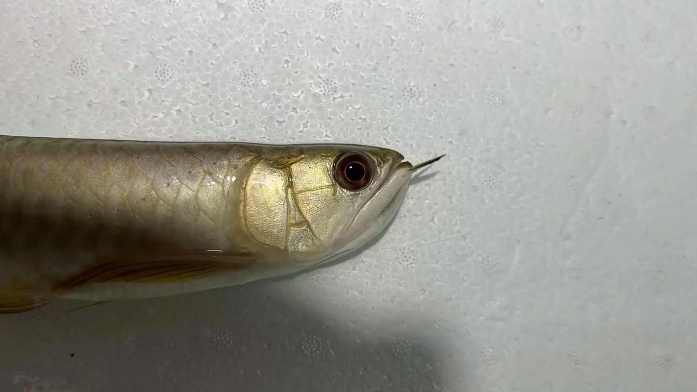 古典過背金龍魚有哪些品系，古典過背金龍魚有哪些品系古典過背金龍魚品系