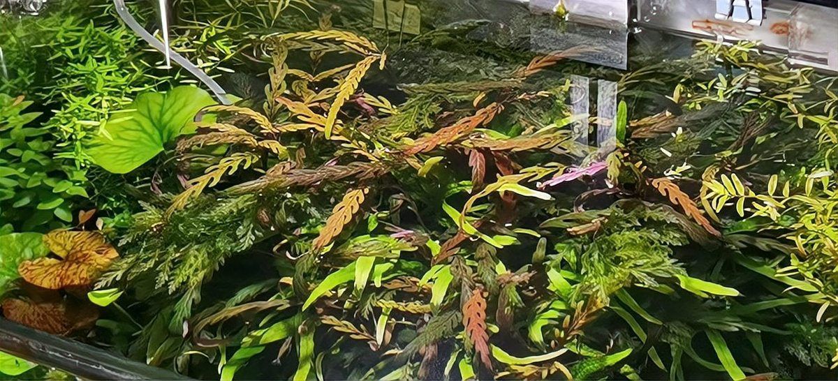 如何緩解龍魚因天氣熱而拒食，如何恢復食欲，如何緩解龍魚因天氣熱而拒食