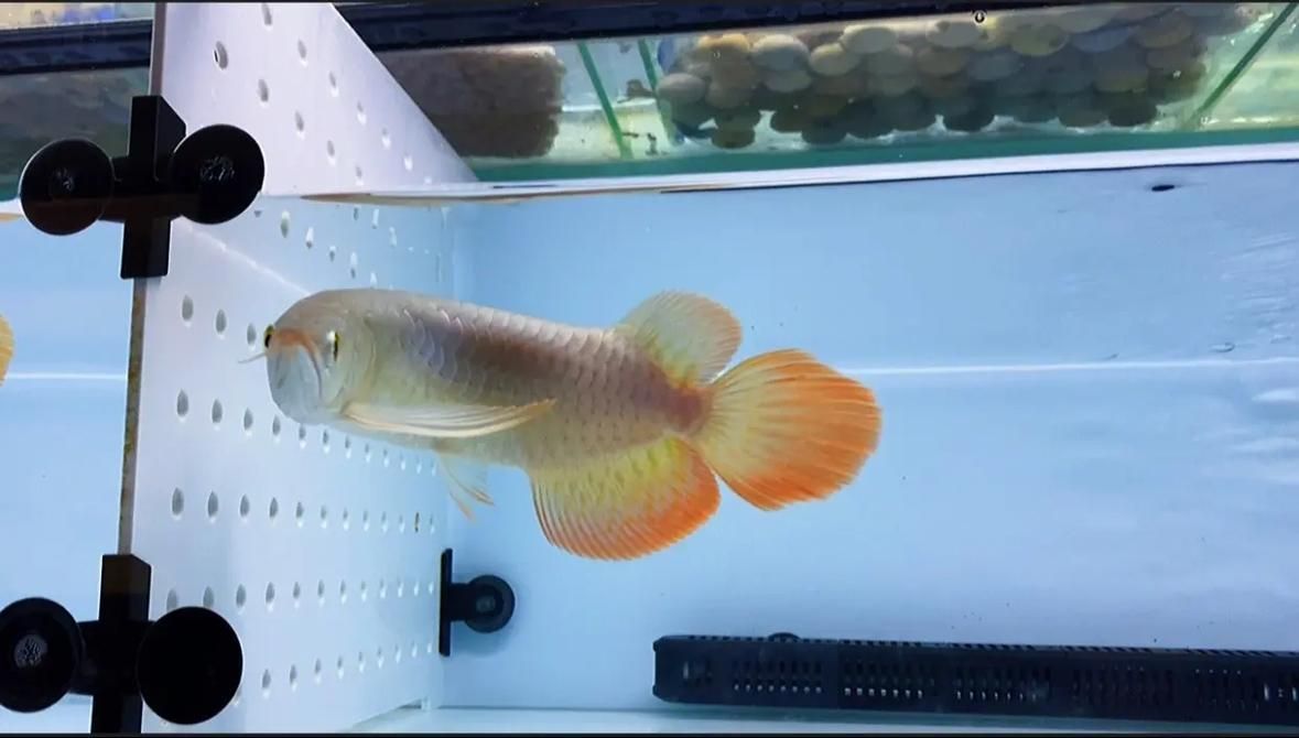 如何判斷紅龍魚的品質和血統，如何判斷一條紅龍魚是否優質
