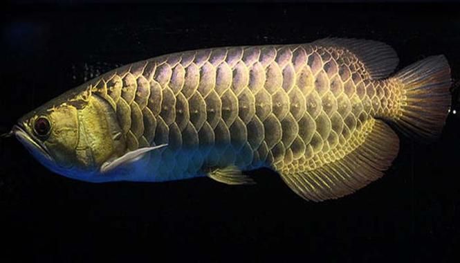 如何判斷龍魚是否屬于九華山龍魚，九華山龍魚（scleropagesformosus龍魚（scleropagesformosus）