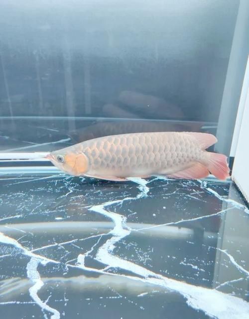 龍魚趴缸底最佳，如何判斷龍魚是否生病？