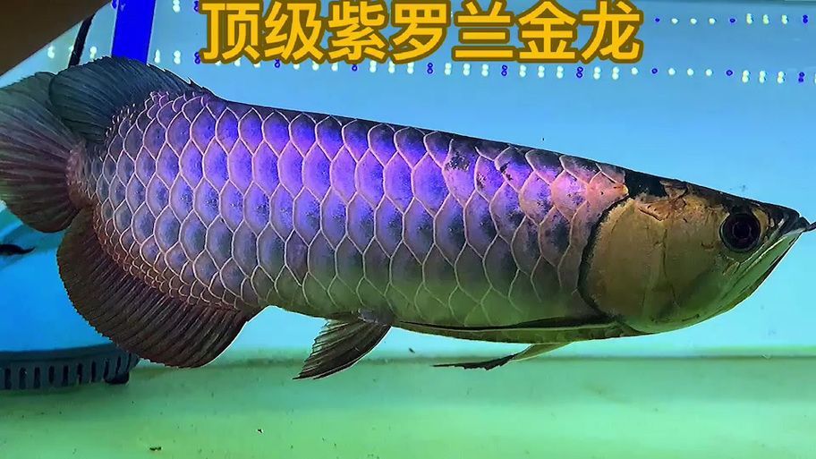 給我一些過背金龍的圖片，中國傳統風水學中具有吉祥寓意的過背金龍圖片