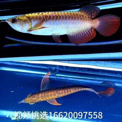 給我一些古典藍過背點金龍的圖片，古典藍過背點金龍