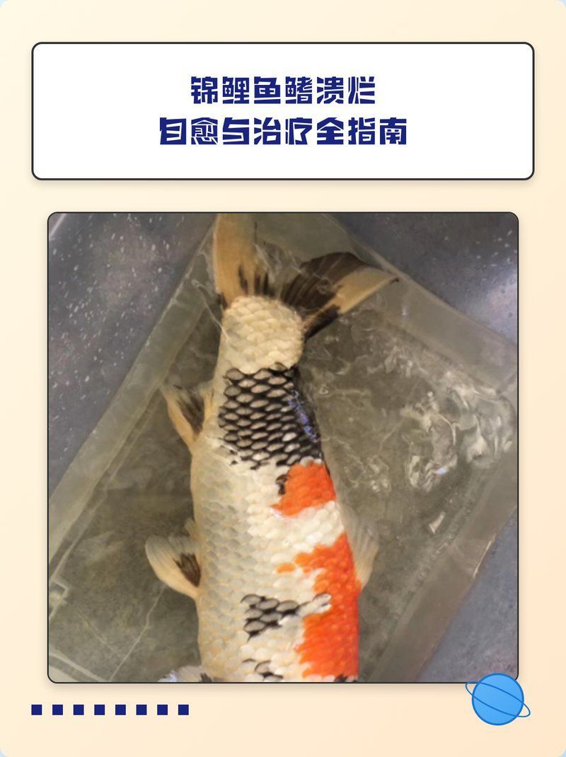 魚(yú)爛鰭爛尾能自愈嗎，觀賞魚(yú)爛鰭爛鱗怎么辦
