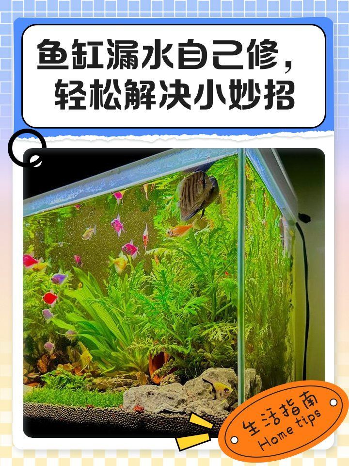 如何判斷龍魚魚缸的密封工藝？，如何判斷龍魚魚缸密封工藝？