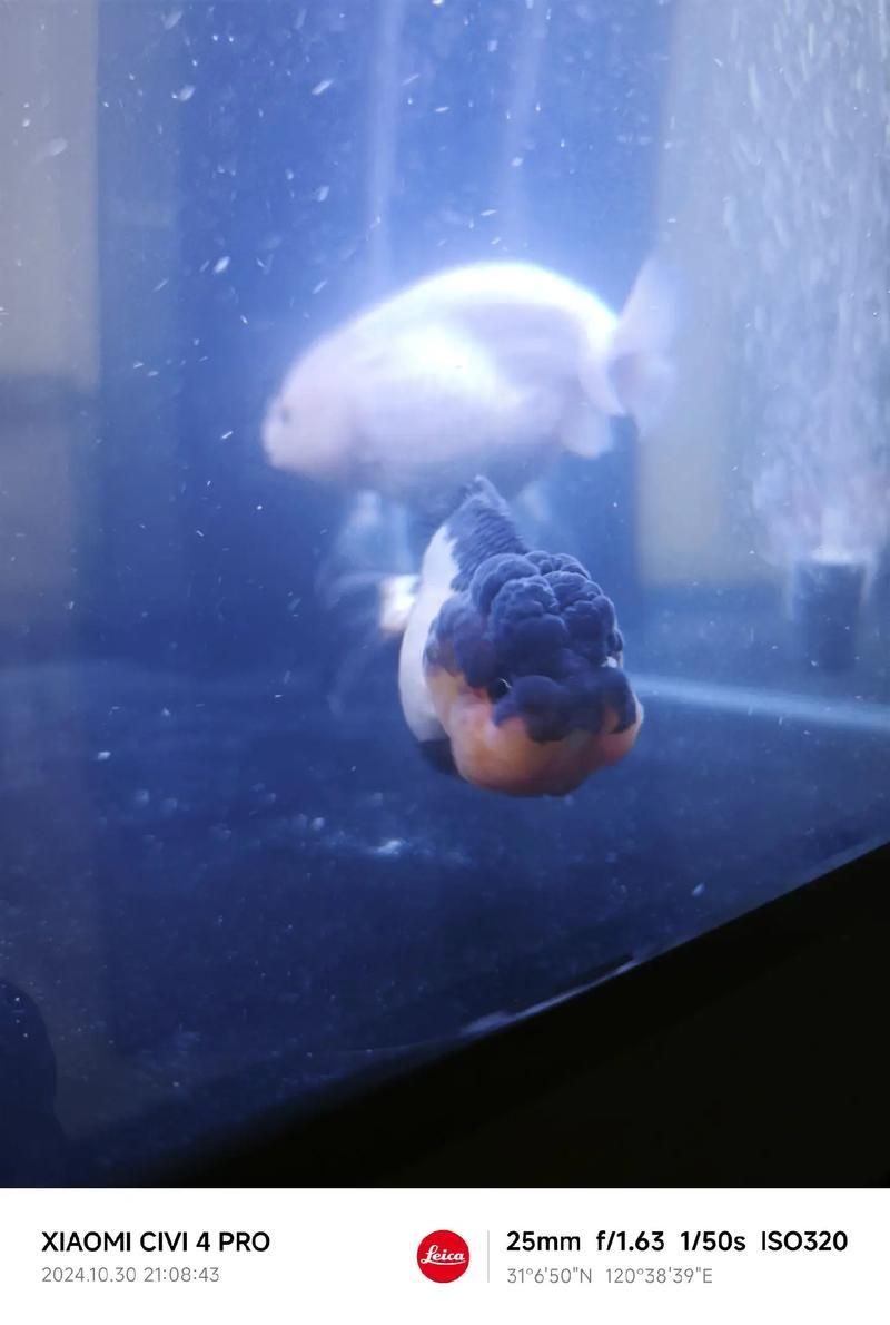 如何判斷泰獅魚鰭根部充血是否嚴重，如何判斷泰獅魚鰭根部充血嚴重程度