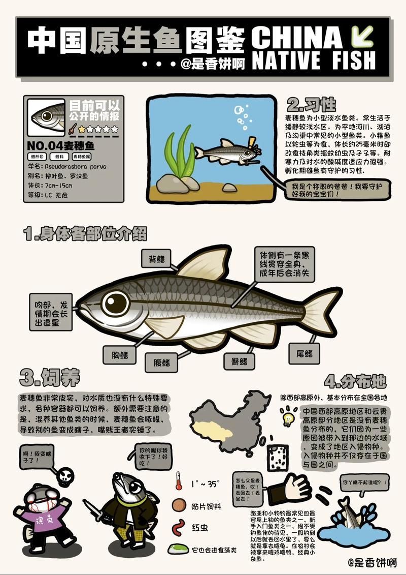 紅龍魚喂食麥穗魚的正確方法是什么？，紅龍魚喂食麥穗魚的正確方法