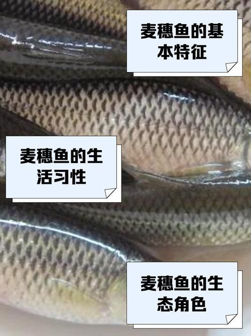 紅龍魚喂食麥穗魚的正確方法是什么？，紅龍魚喂食麥穗魚的正確方法