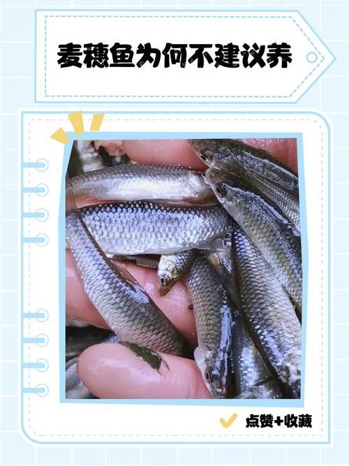 紅龍魚喂食麥穗魚的正確方法是什么？，紅龍魚喂食麥穗魚的正確方法