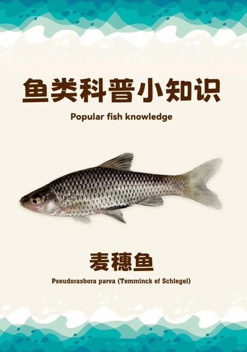 紅龍魚喂食麥穗魚的正確方法是什么？，紅龍魚喂食麥穗魚的正確方法