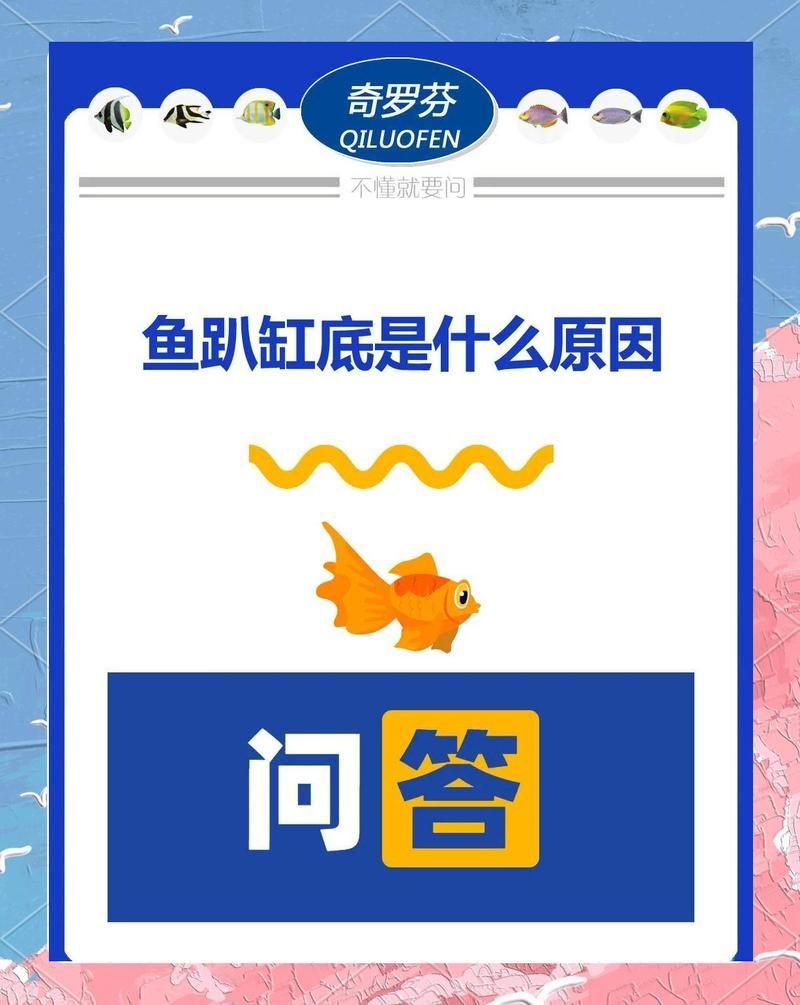 龍魚趴缸底需要喂食嗎？，龍魚趴缸底需要喂食嗎