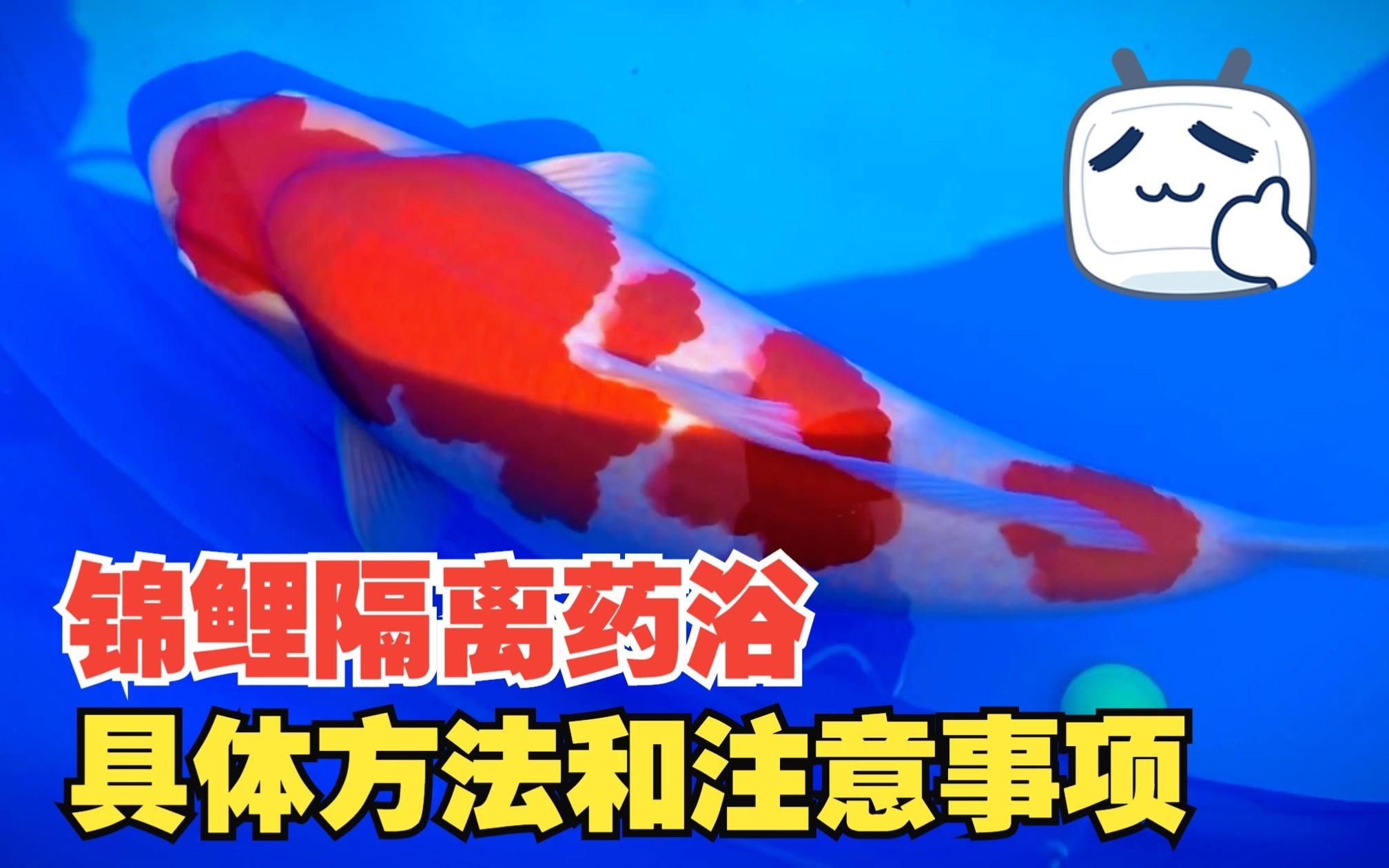 有哪些常見(jiàn)的魚病需要藥浴治療，五種常見(jiàn)的魚病藥浴治療
