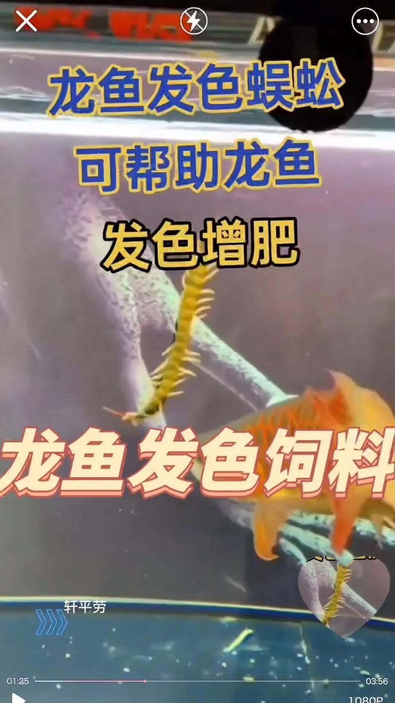 如何選擇適合龍魚的發(fā)色餌料？，如何選擇適合龍魚的發(fā)色餌料