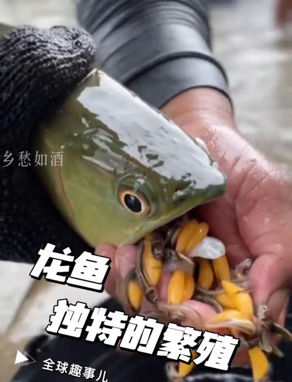 有沒有龍魚繁殖過程的視頻，關于龍魚的繁殖過程視頻，你了解多少？