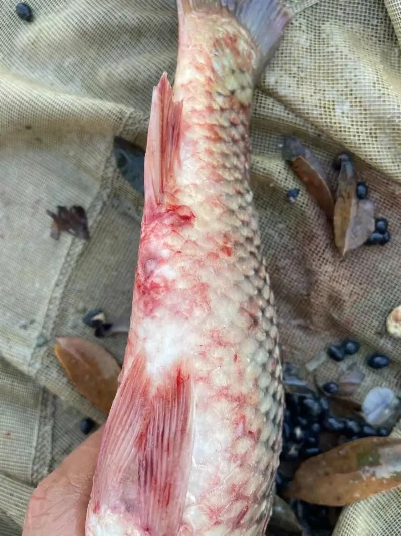 能否提供詳細的龍魚細菌交叉感染癥狀圖，如何判斷龍魚是否感染細菌？