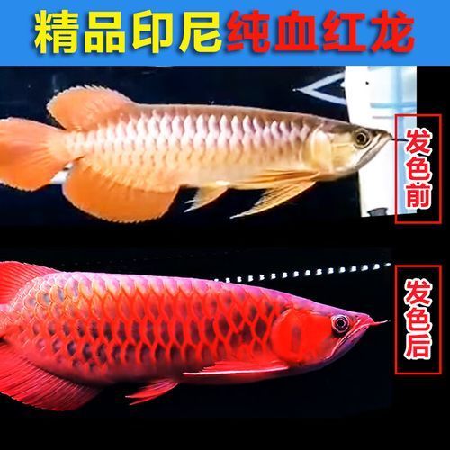 哪里可以購(gòu)買到優(yōu)質(zhì)血統(tǒng)的紅龍魚？，優(yōu)質(zhì)血統(tǒng)的紅龍魚有幾個(gè)途徑可以買到優(yōu)質(zhì)血統(tǒng)的紅龍魚