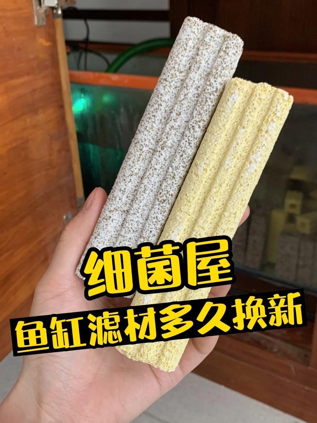 細菌屋多久換一次合適，養魚必看|細菌屋多久更換一次