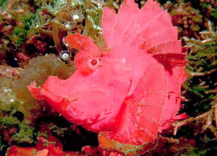 能否提供十種龍王魚(yú)的圖片，十種常被稱(chēng)為“龍王級(jí)”的龍魚(yú)品種