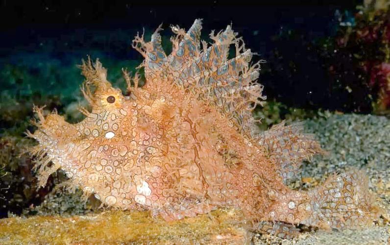 能否提供十種龍王魚(yú)的圖片，十種常被稱(chēng)為“龍王級(jí)”的龍魚(yú)品種