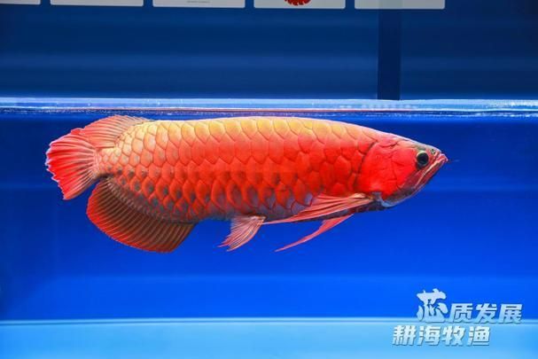 能否提供十種龍王魚(yú)的圖片，十種常被稱(chēng)為“龍王級(jí)”的龍魚(yú)品種