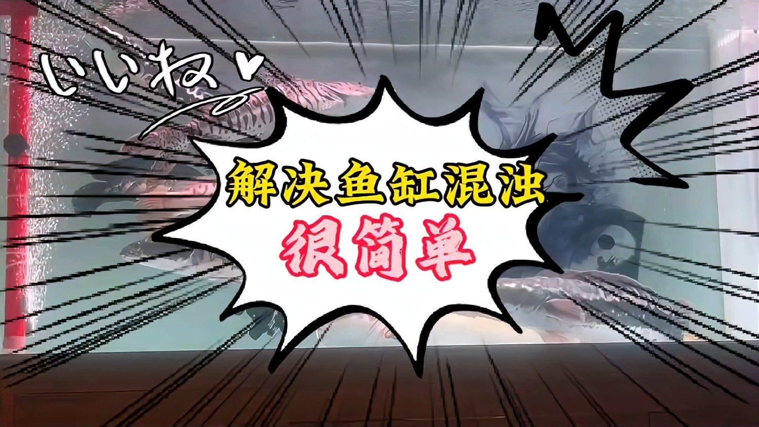 如何改善魚缸水質以預防白點？，如何改善魚缸水質