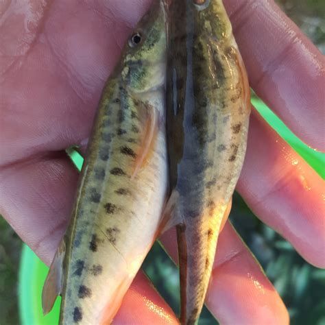龍魚背上黑垢怎么去除掉，如何去除龍魚背上的黑垢