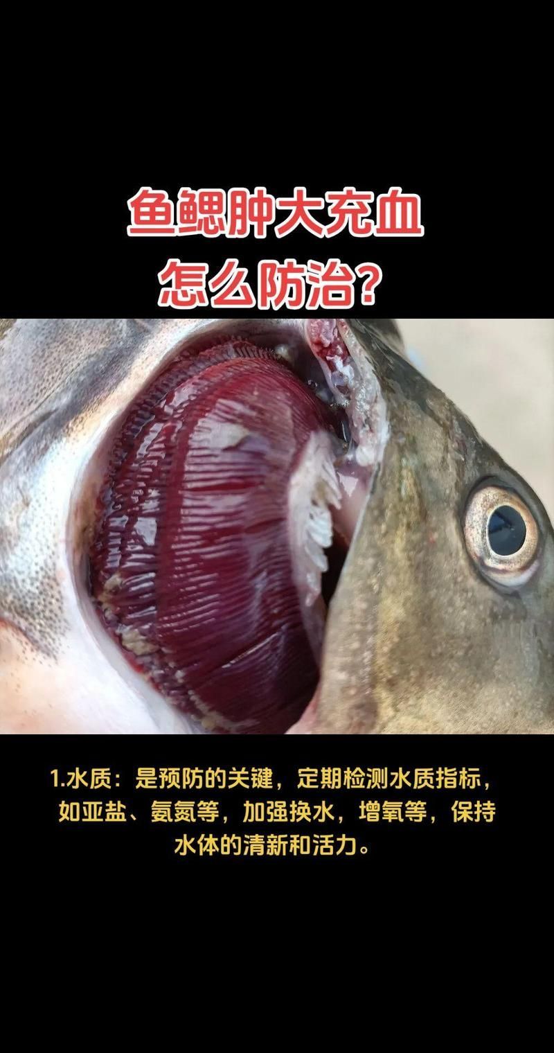 如何判斷魚鰓蓋損傷程度，如何判斷魚鰓損傷程度