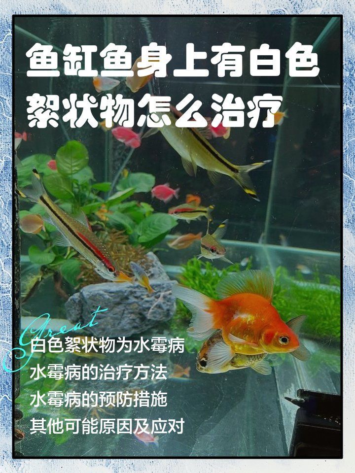 龍魚鰓蓋有白色絮狀物，應該如何緊急處理？，龍魚身上有白色絮狀物怎么辦？