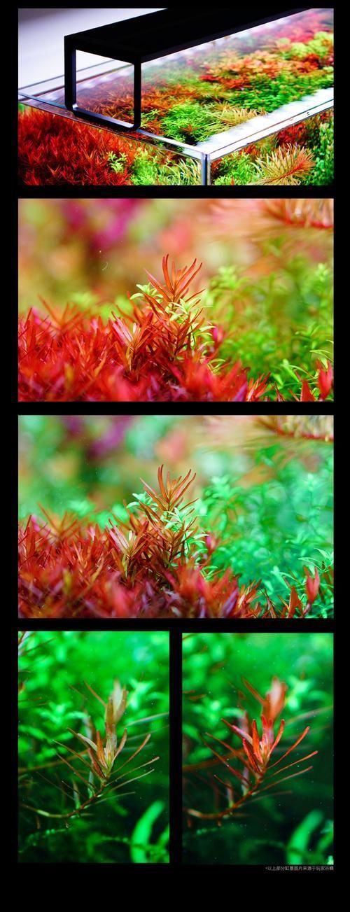 推薦幾款性價比高的魚缸LED燈，推薦幾款性價比高的魚缸led燈