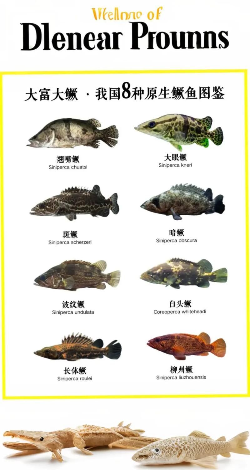 桂魚有哪些常見品種，桂魚有哪些常見品種，