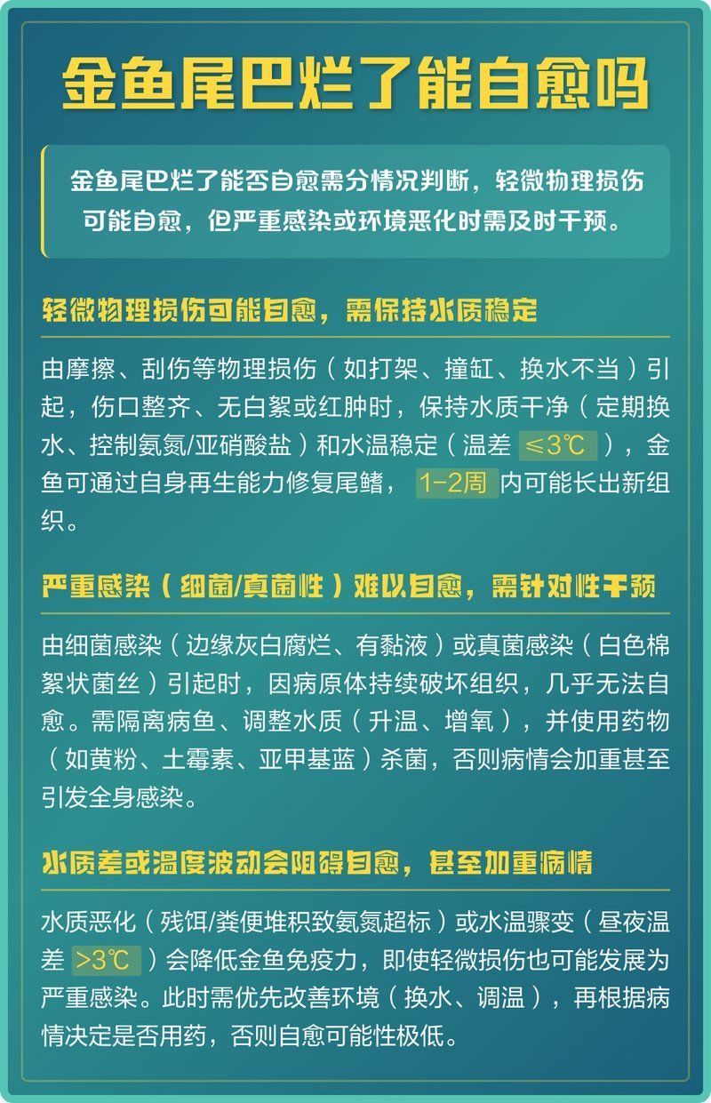 金魚爛尾巴能自愈嗎，金魚爛尾巴能自愈嗎,金魚爛尾巴后多久會恢復