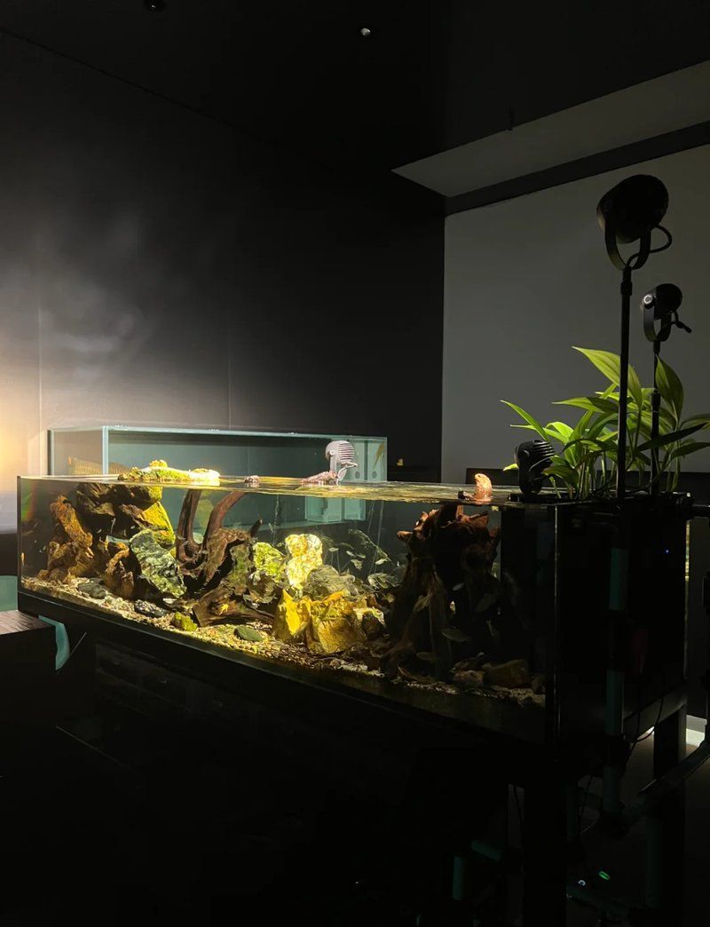 如何根據房間格局選擇魚缸位置，汪星人笑料庫：魚缸位置對風水有哪些影響