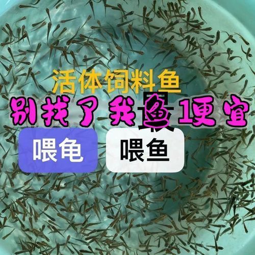 有哪些龍魚餌料是必須嘗試的？，龍魚餌料喂養技巧