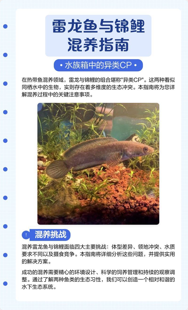 雷龍魚(yú)適合與哪些魚(yú)混養(yǎng)，混養(yǎng)雷龍魚(yú)和錦鯉需要注意什么