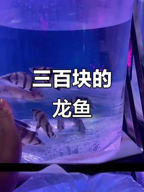 西安龍魚批發(fā)市場的價格，西安龍魚批發(fā)市場價格波動