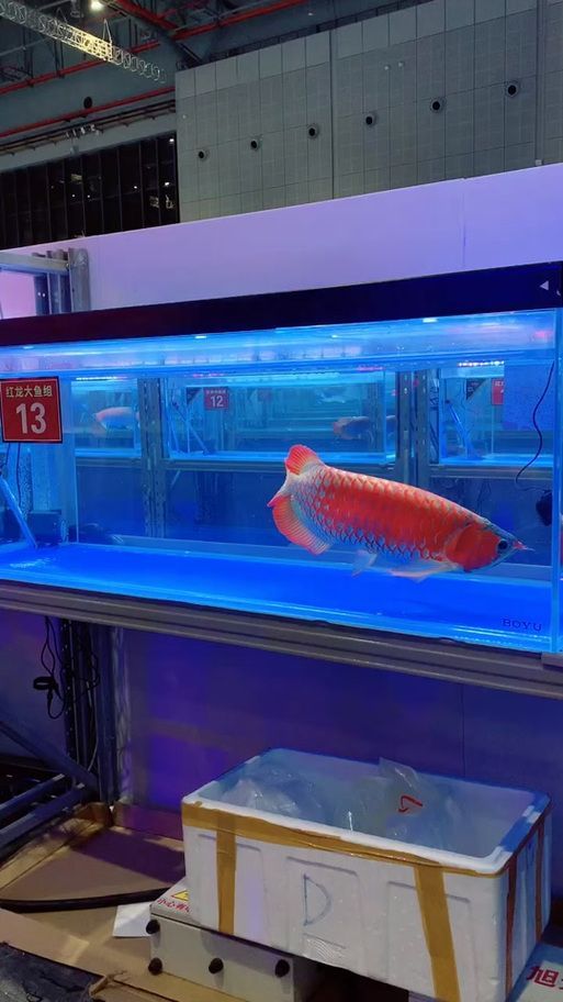 1000萬金龍魚圖片財魚有哪些稀有品種？，金龍魚市場價格是多少金龍魚的稀有品種鑒別指南