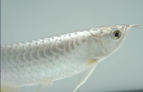 能否提供更多白龍魚的真偽對比圖，如何判斷白龍魚的真偽對比圖？