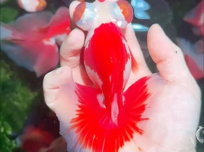 蝶尾金魚的價格走勢如何，蝶尾金魚的價格走勢