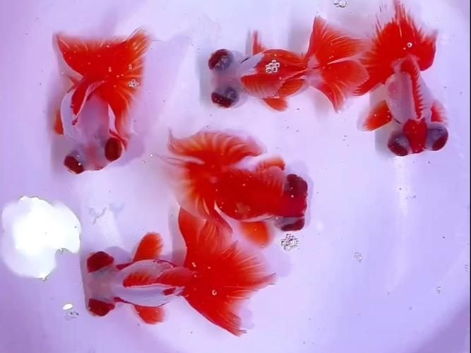 蝶尾金魚的價格走勢如何，蝶尾金魚的價格走勢