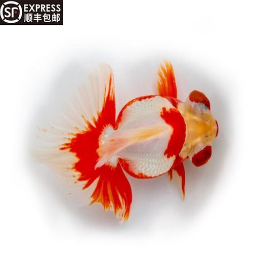 蝶尾金魚的價格走勢如何，蝶尾金魚的價格走勢