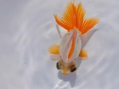蝶尾金魚的價格走勢如何，蝶尾金魚的價格走勢