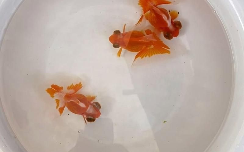 蝶尾金魚的價格走勢如何，蝶尾金魚的價格走勢
