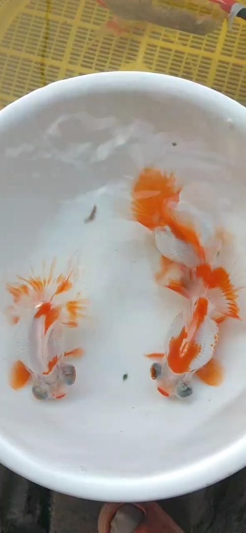 蝶尾金魚的價格走勢如何，蝶尾金魚的價格走勢