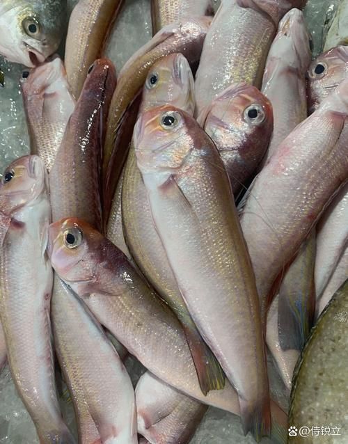馬古龍魚(yú)和馬國(guó)龍有什么區(qū)別？，“馬古龍魚(yú)”和“馬古龍魚(yú)”和“馬國(guó)龍”有什么區(qū)別