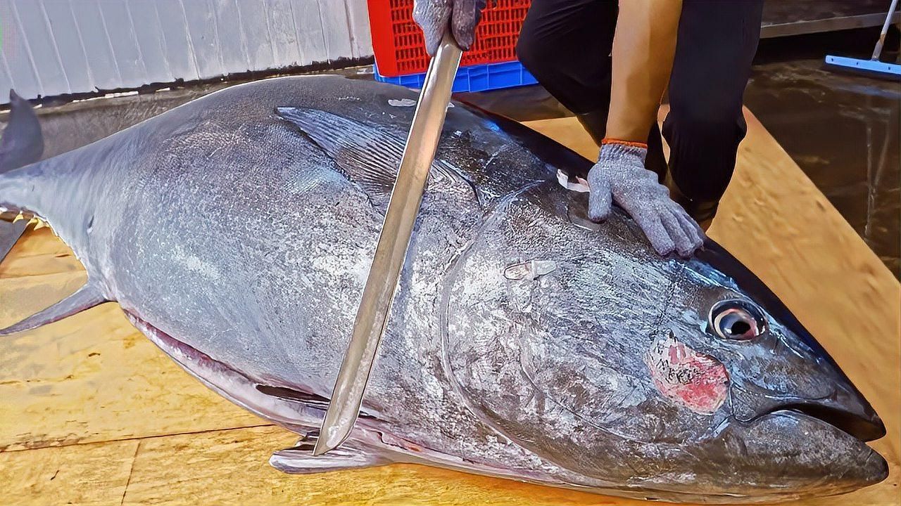 金槍魚哪些部位最安全，金槍魚哪些部位最安全，哪些部位最安全