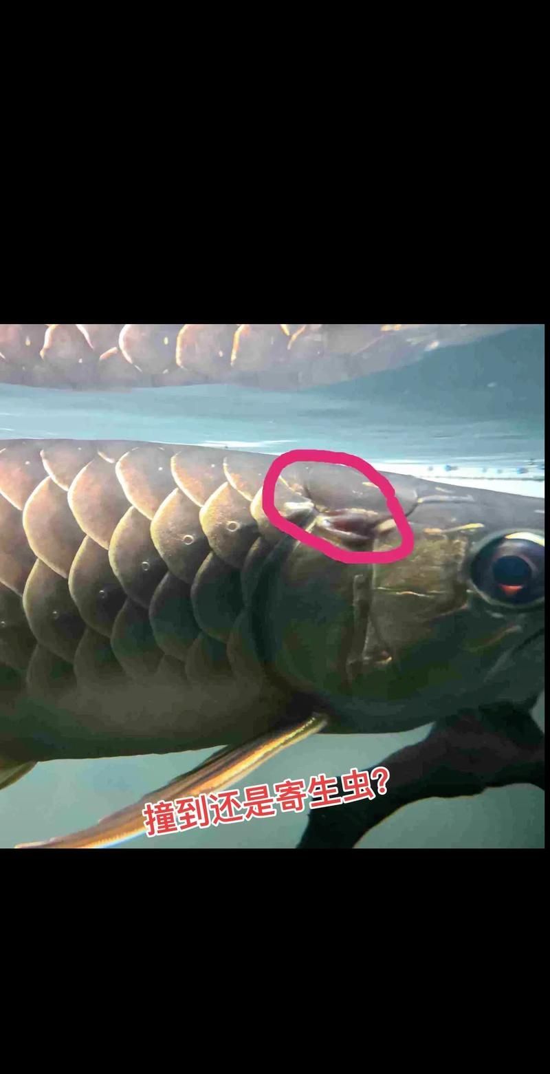 給我一些龍魚(yú)寄生蟲(chóng)預(yù)防的圖片，btl紅龍魚(yú)寄生蟲(chóng)預(yù)防是確保其健康和長(zhǎng)壽的關(guān)鍵