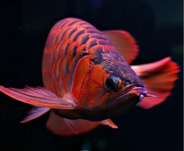 紅龍魚發(fā)色會褪色嗎，如何判斷紅龍魚是否健康